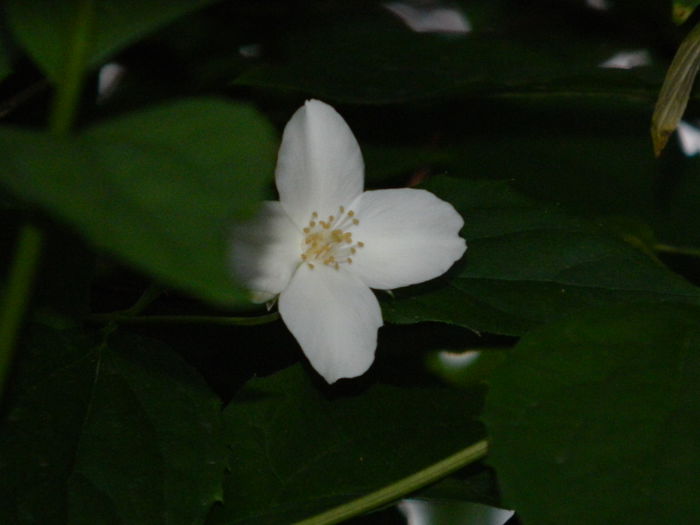 DSCN6519