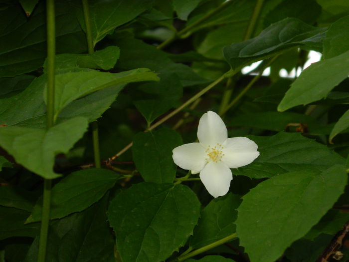 DSCN6521