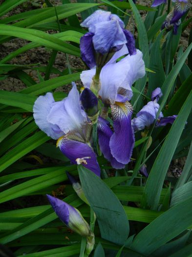 DSCN6523 - 2015_MAI_2