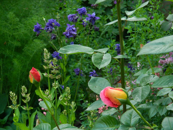 DSCN6527 - 2015_MAI_2
