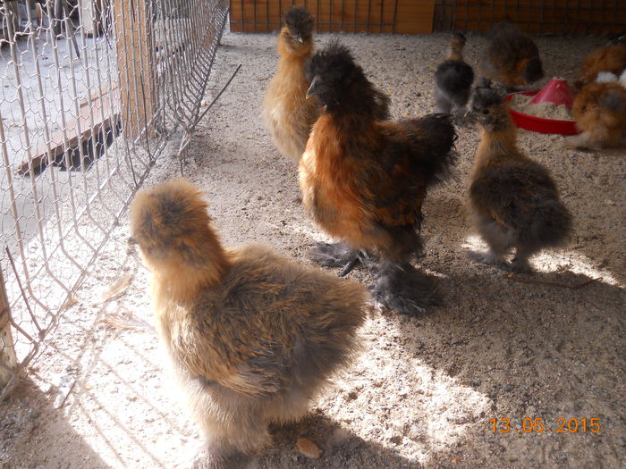 DSCN5395 - Z Pui 2015