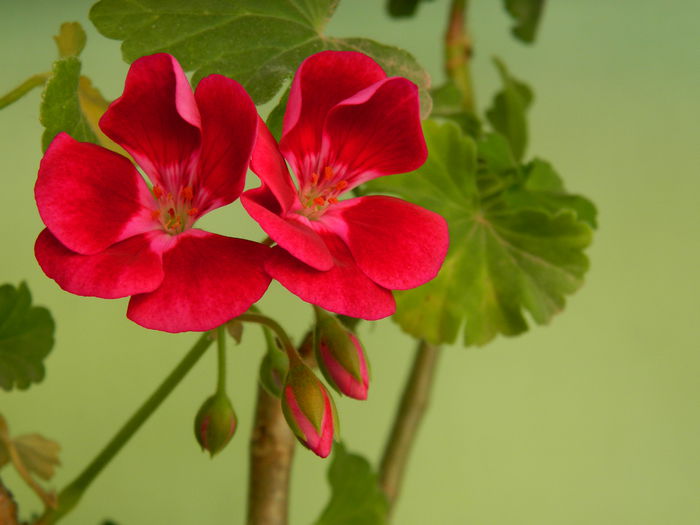 DSCN6535 - 2015_MAI_2
