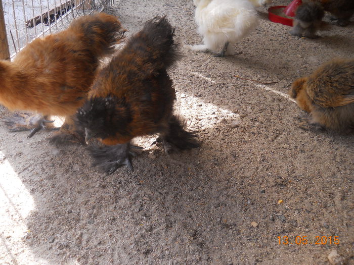 DSCN5428 - Z Pui 2015