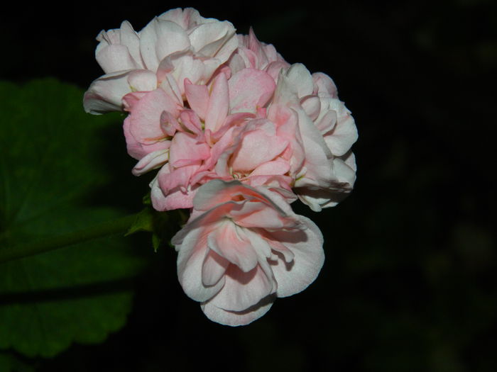 DSCN6553