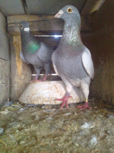 Mascul-Bricu 2007-Natural