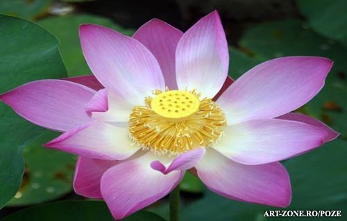 _lotus[1] - poze flori