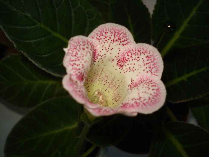 DSC01014