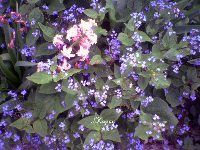 flori18[1] - poze flori
