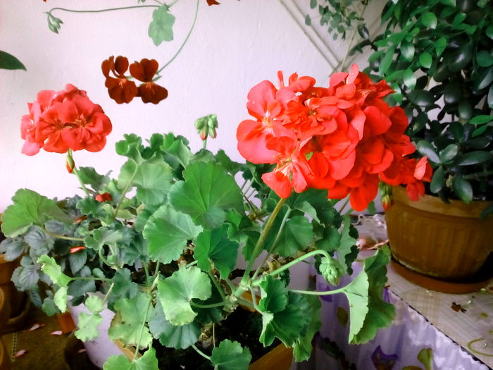 IMG_20150513_192028_1