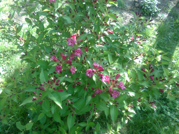 Imagine0923; Weigela
