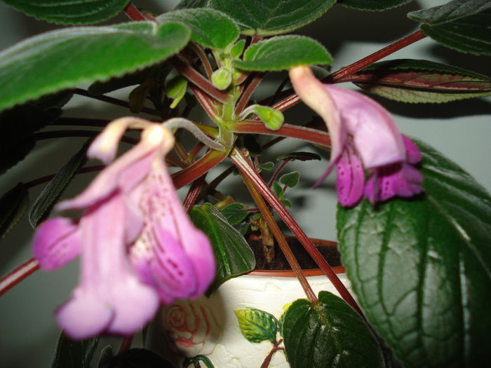 DSC01051 - FLORI 2015