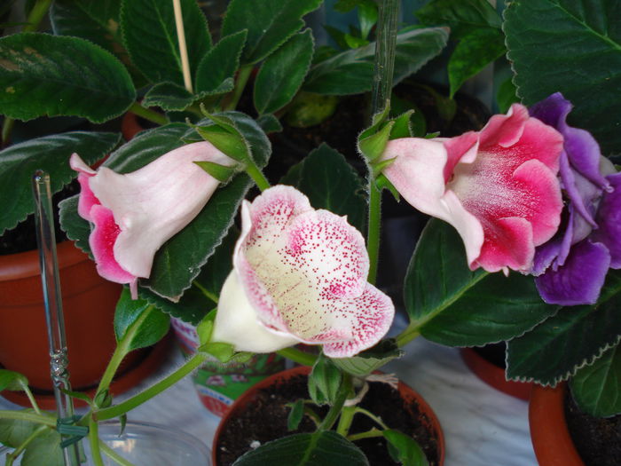 DSC01002 - FLORI 2015