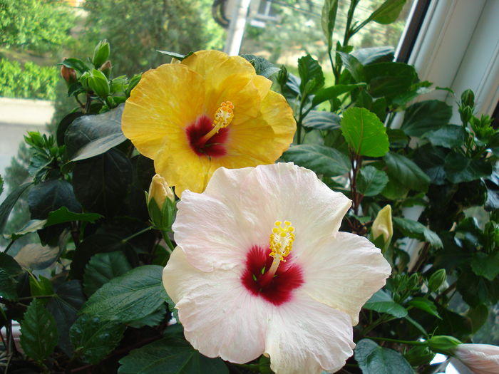 DSC00980 - FLORI 2015