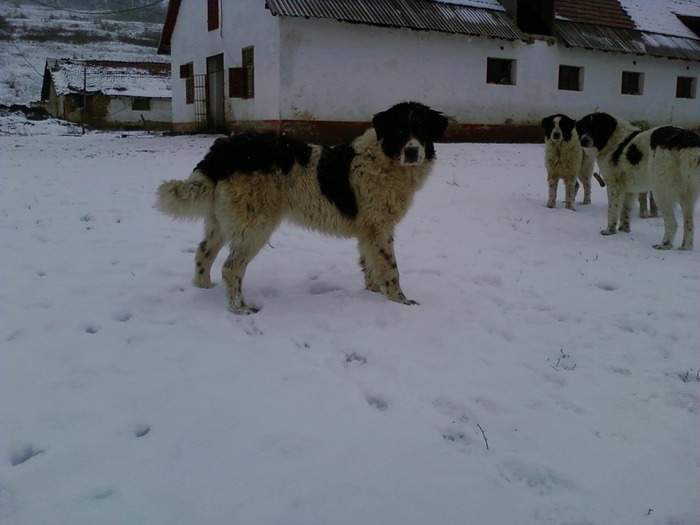 vanduta - CAINI DE BUCOVINA 2010