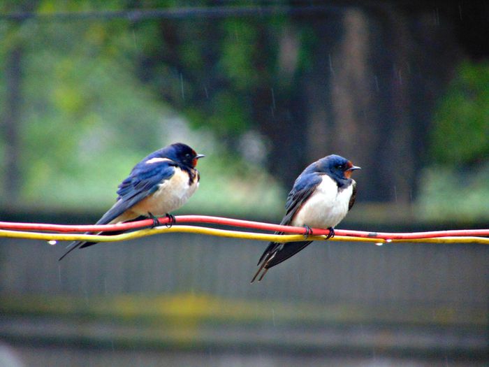 DSC07310 - Diverse animale si pasari