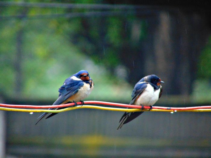 DSC07312 - Diverse animale si pasari