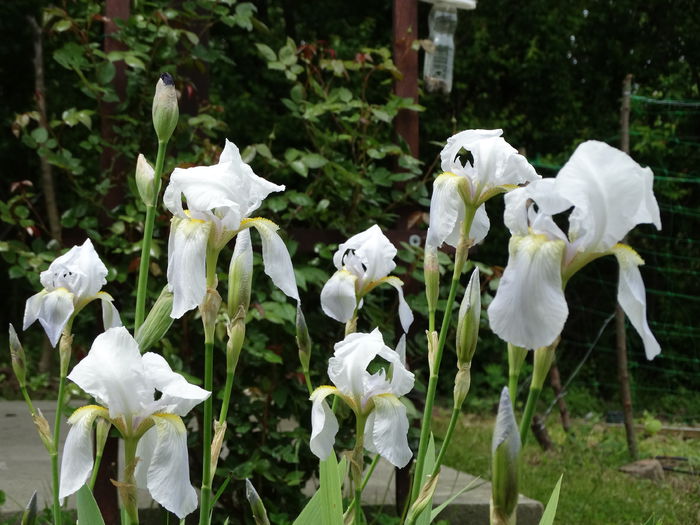 13.05.2015 comuni dar f parfumati... - b-primavara 2015