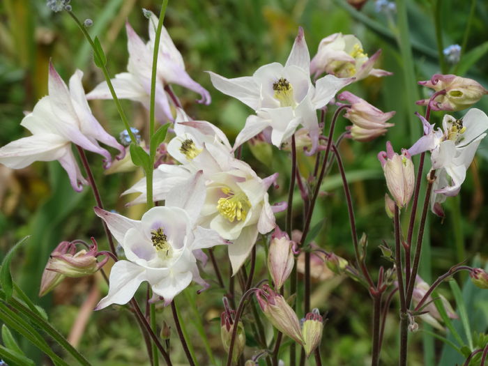 13.05.2015 - b-primavara 2015