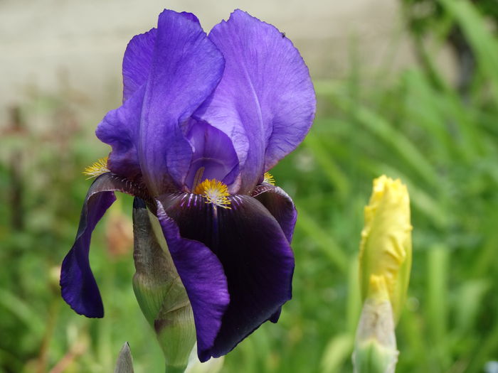 13.05.2015 - b-primavara 2015