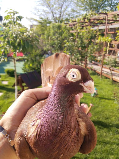 IMG_20150513_081950 - pana simpla 2015