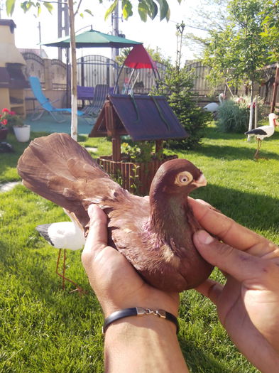 IMG_20150513_082037 - pana simpla 2015