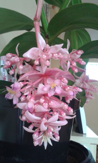 20150427_183440 - Medinilla-cea mai iubita floare