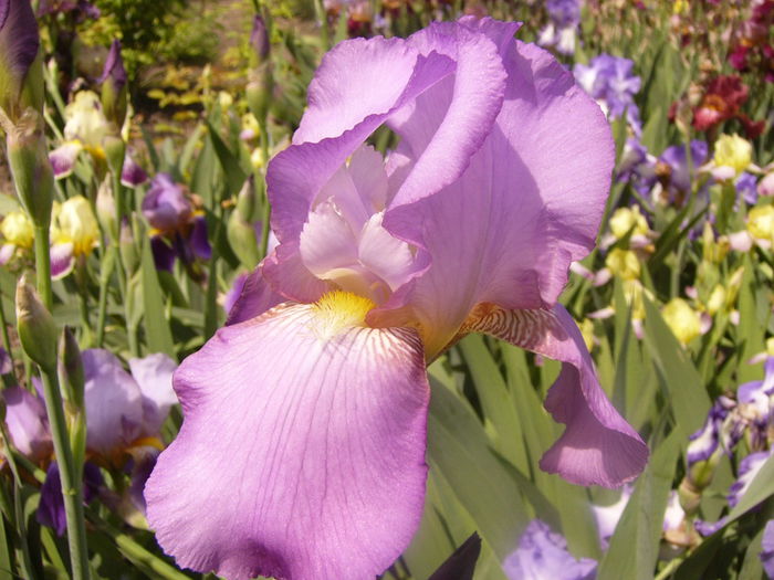 Iris Amethist