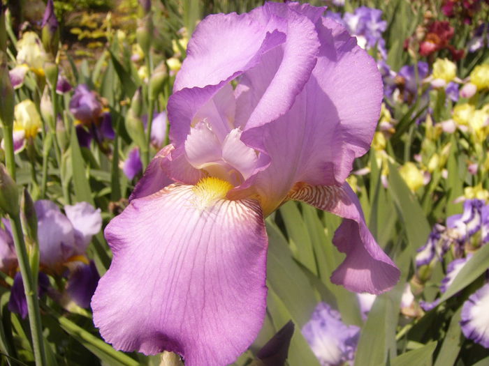 Iris Amethist