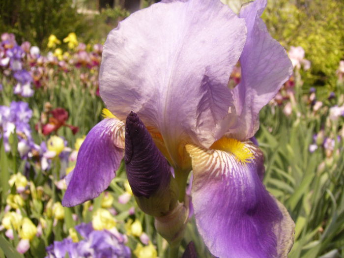 P1230545