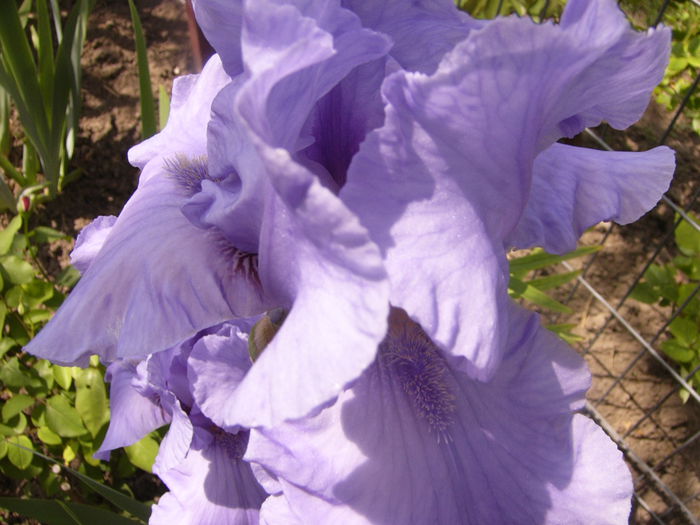 Iris Pacific Mist