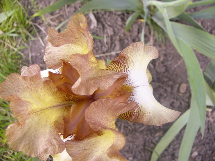 Iris Patina