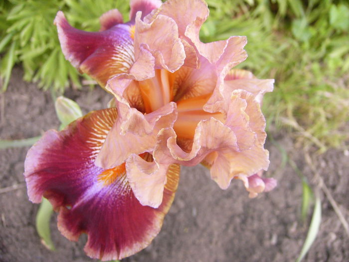 Iris Outrageous Fortune