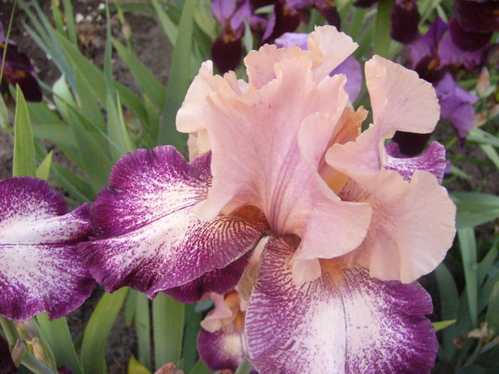 Iris Carnival,s Song