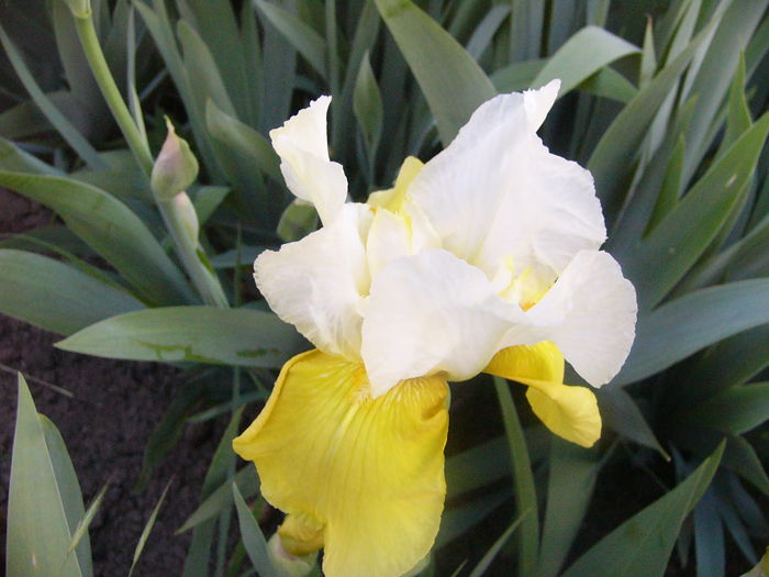 Iris Glacier Gold - ANUL 2015