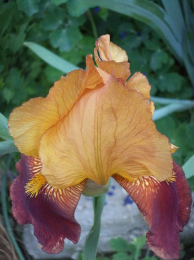 DSC03699 - ANUL 2015