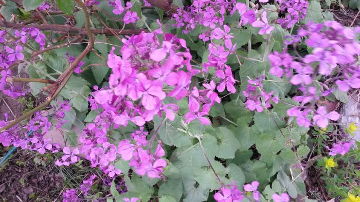 Lunaria - Aprilie