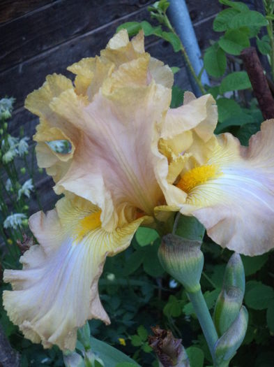 DSC03700 - ANUL 2015