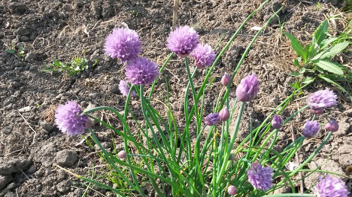 Allium schoenoprasum - Mai