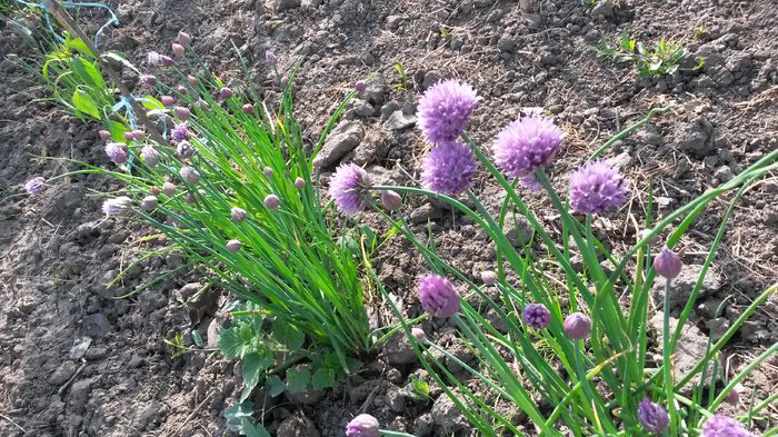 Chives - Mai