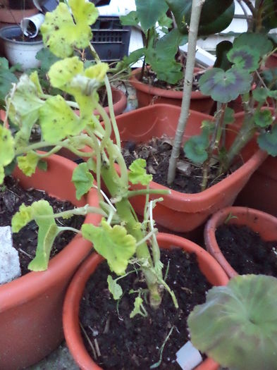 poloneza - ANUL 2015