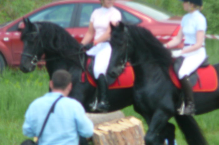 P1170225 - TRANSILVANIA HORSE SHOW  MAI 2015