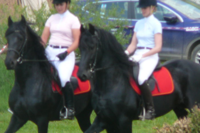 P1170226 - TRANSILVANIA HORSE SHOW  MAI 2015