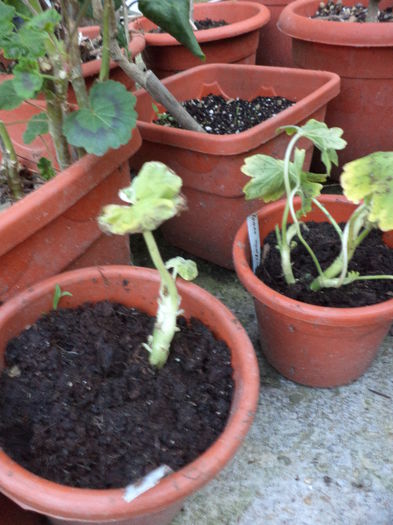 poloneze - ANUL 2015