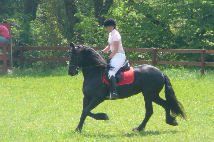 P1170238 - TRANSILVANIA HORSE SHOW  MAI 2015