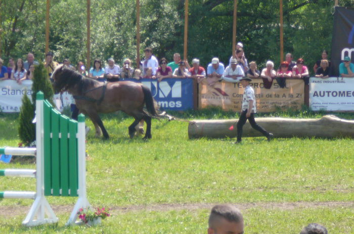 P1170247 - TRANSILVANIA HORSE SHOW  MAI 2015