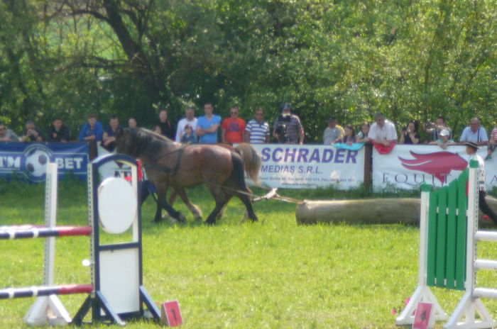 P1170248 - TRANSILVANIA HORSE SHOW  MAI 2015