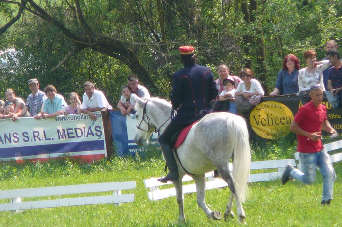 P1170254 - TRANSILVANIA HORSE SHOW  MAI 2015