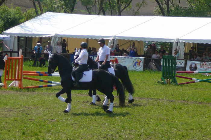 P1170259 - TRANSILVANIA HORSE SHOW  MAI 2015