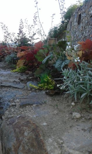 20150513_192011[2] - GRADINA MEA inceputuri