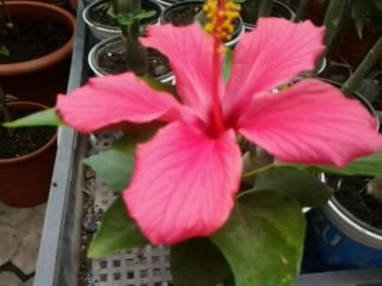 un cairo rosa mititel - Hibiscusi 1